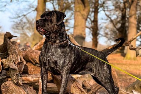 Hire AKC PuppyVisor to guide you through the puppy finding journey. . Cane corso mixed with bullmastiff